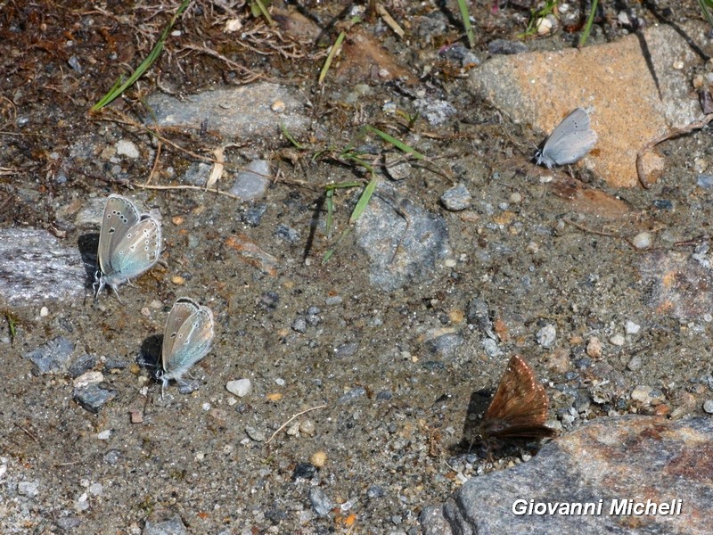 Erynnis tages + trio da identificare